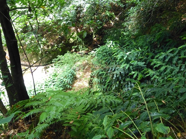 Levada das Faias — Section 2 — photo 1