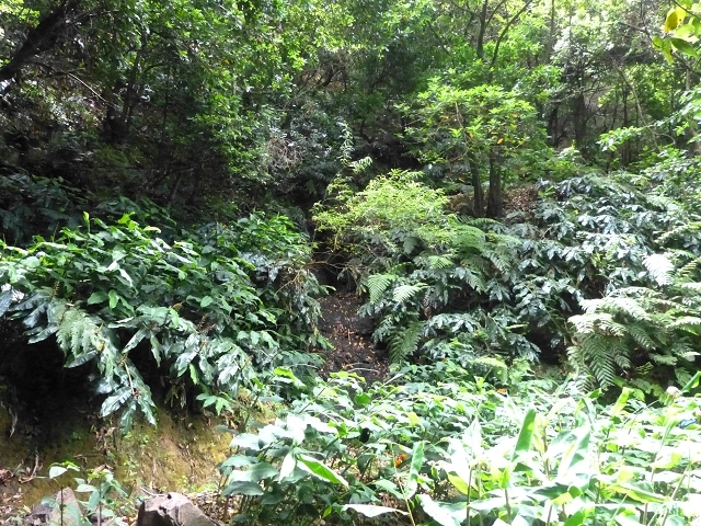 Levada das Faias — Section 2 — photo 2