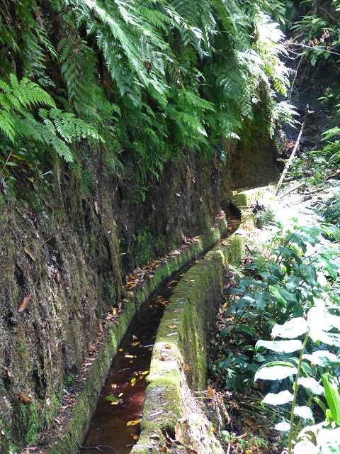 Levada das Faias — Section 2 — photo 4