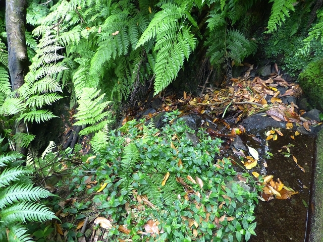 Levada das Faias — Section 2 — photo 1