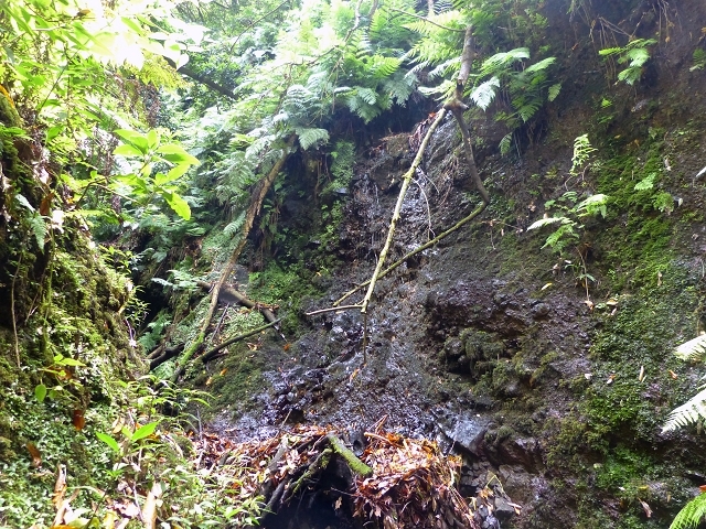 Levada das Faias — Section 2 — photo 2