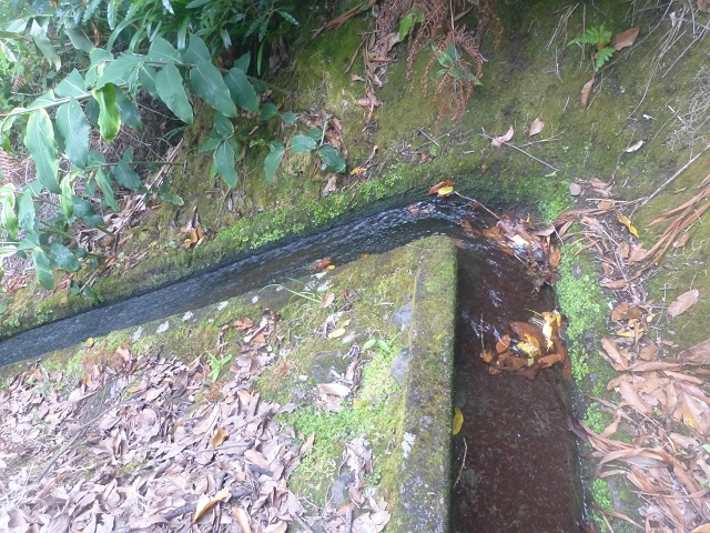 Levada das Faias — Section 2 — photo 3