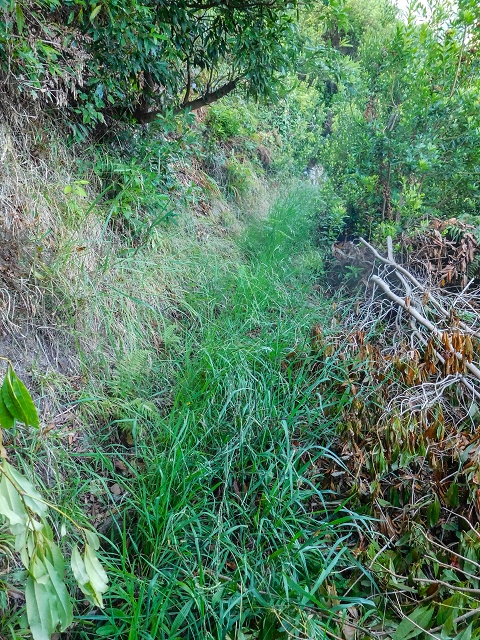 Levada das Fontes — Foto 12