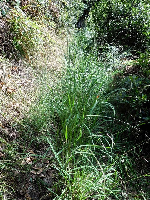 Levada das Fontes — Foto 17