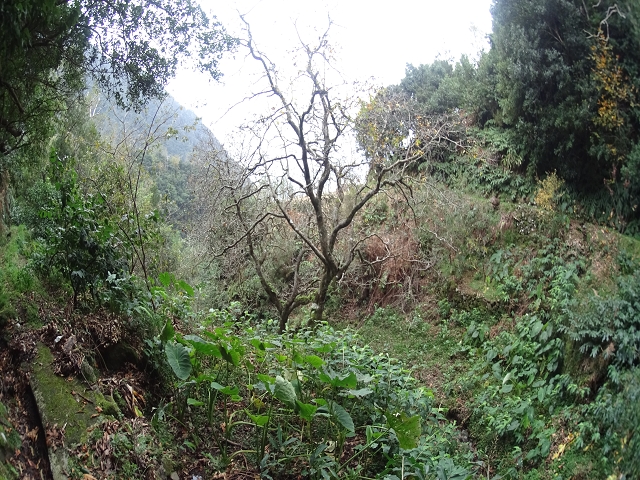 Levada das Fontes — Foto 6