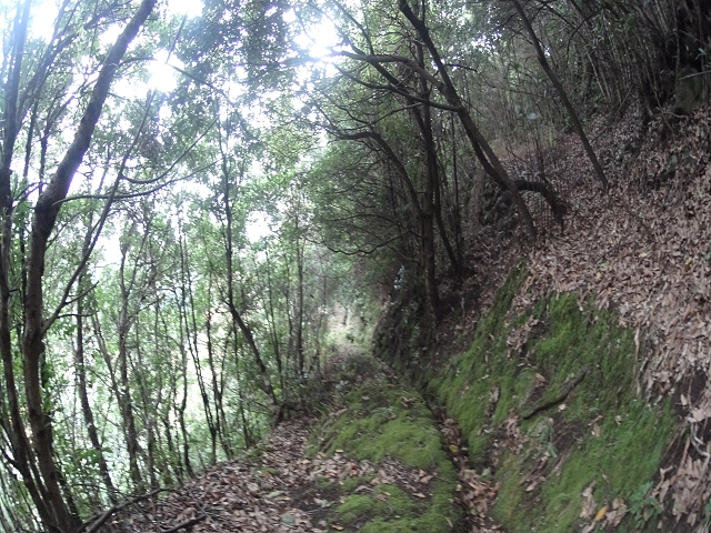 Levada das Fontes — Foto 11