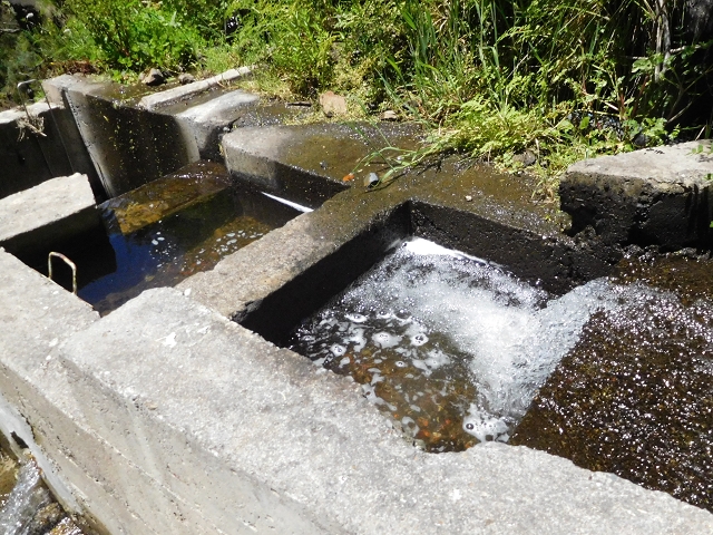 Levada das Rabacas — : Im ersten -Kessel (westliche Seite) — photo 12
