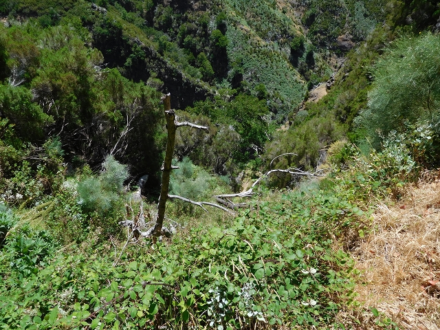 Levada das Rabacas — : Weiter bis zum langen Tunnel im zweiten -Kessel — photo 8