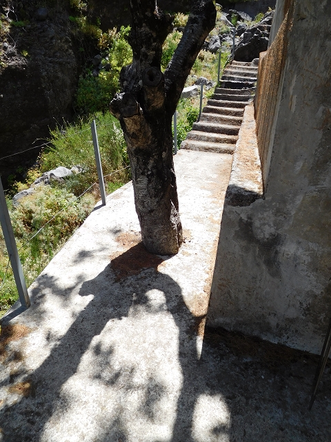 Levada das Rabacas — : Zuführende Levada — photo 8