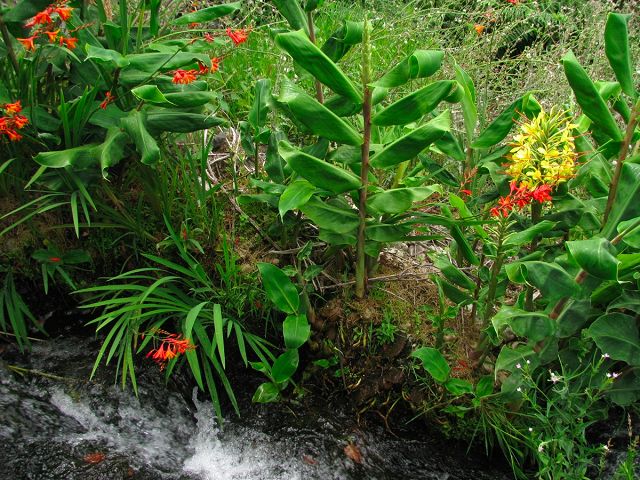Levada do Chão da Ribeira —  — photo 4