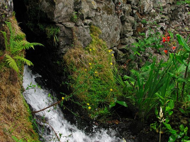 Levada do Chão da Ribeira —  — photo 5