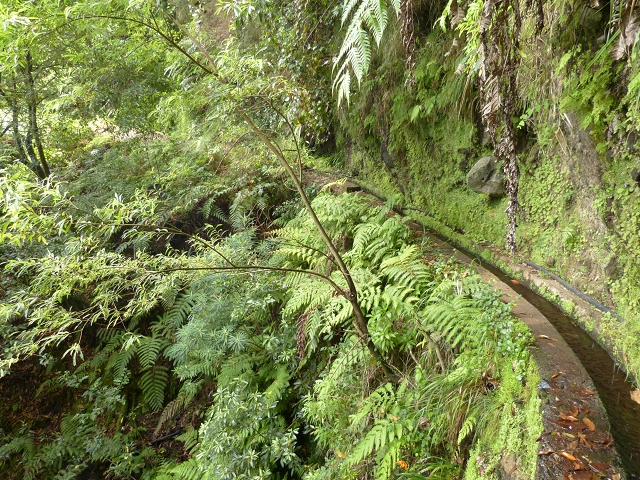 Levada de Cima (de Boaventura) — Foto 10