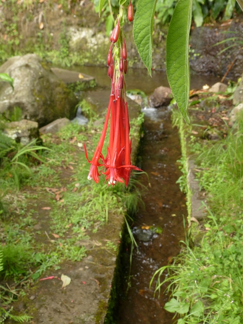 Levada de Cima (de Boaventura) — Foto 7