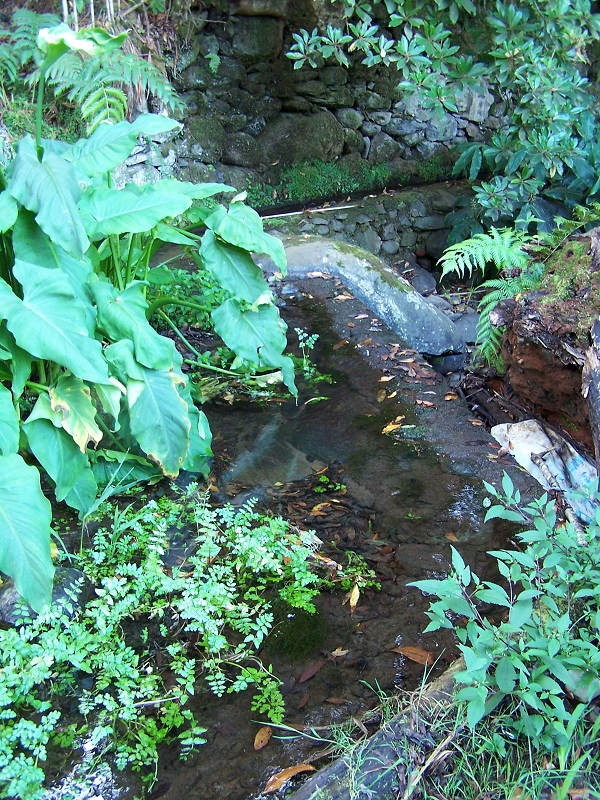 Levada de Santo Antonio — Secção 1 — foto 1