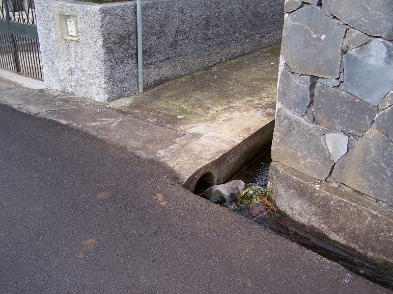 Levada de Santo Antonio — Secção 4 — foto 9