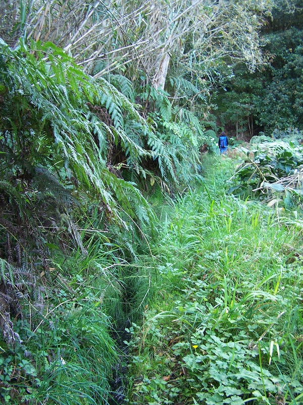 Levada de Santo Antonio — Secção 1 — foto 4