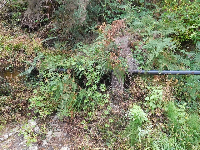 Levada de Sao Roque (de Faial) — photo 1