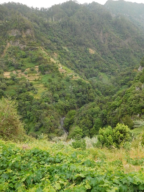 Levada de Sao Roque (de Faial) — photo 15