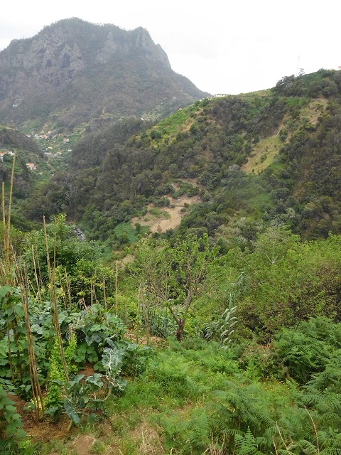 Levada de Sao Roque (de Faial) — photo 19