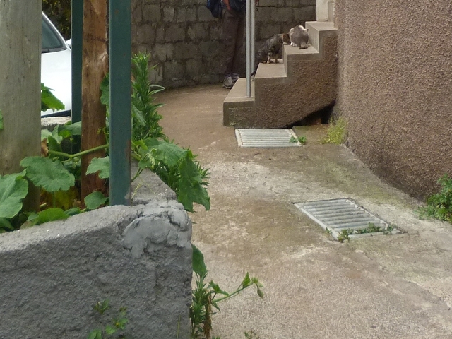 Levada de Sao Roque (de Faial) — photo 23