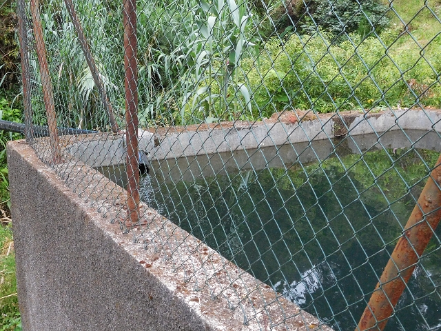 Levada de Sao Roque (de Faial) — photo 4