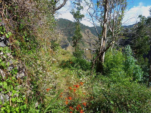 Levada de Baixo — Levada de Baixo — Foto 7