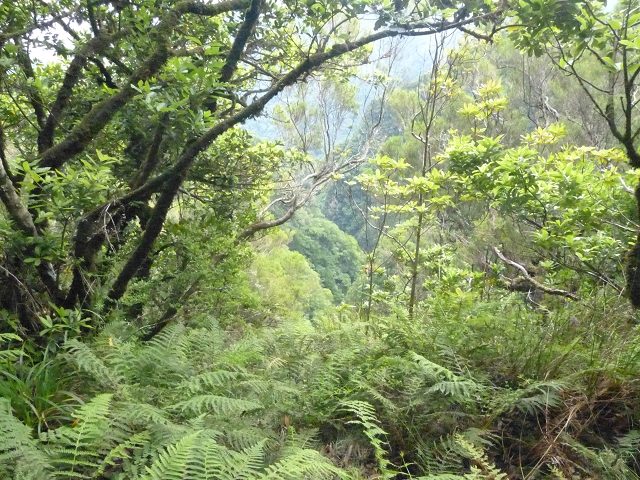 Levada do Brasileiro — Madre und Niveau 1 — Foto 4