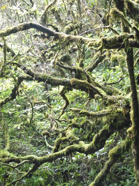 Levada do Brasileiro — Niveau 2 — Foto 3