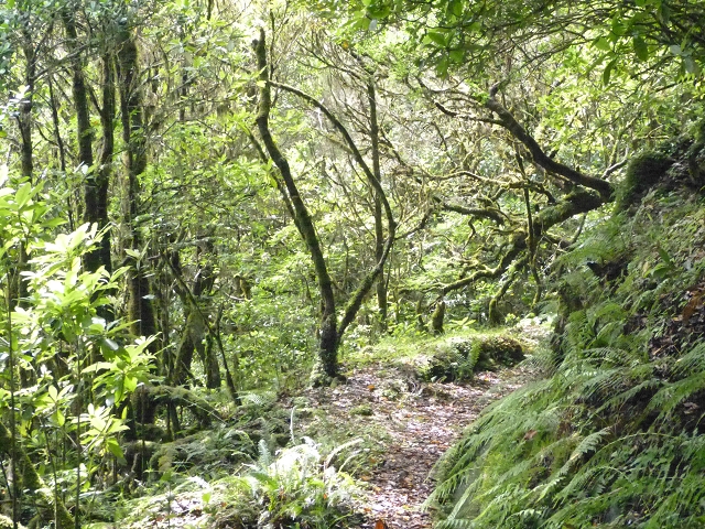 Levada do Brasileiro — Niveau 2 — Foto 4