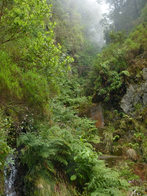 Levada do Caldeirao Verde superior — Foto 9