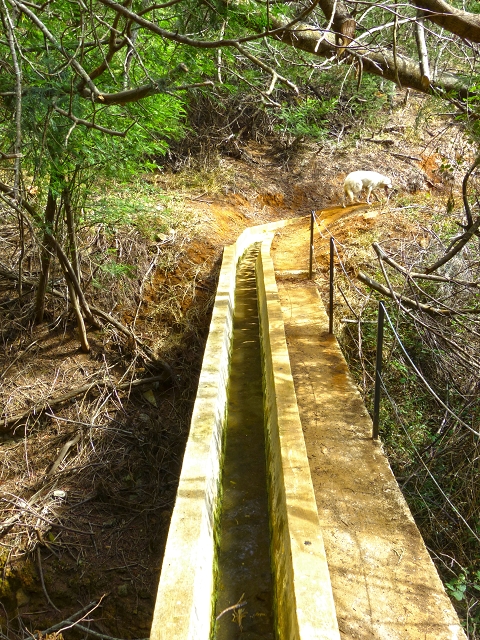 Levada do Canical — Foto 26