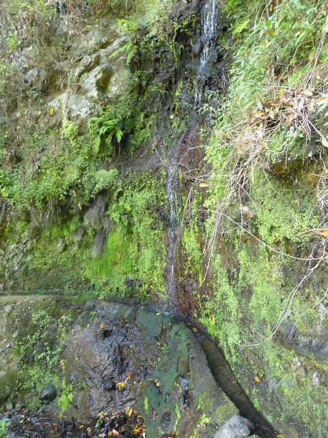 Levada do Cedro Gordo — Troço 2 — foto 5