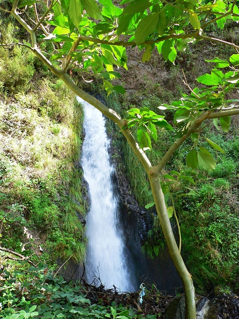 Levada do Curral e Castelejo — Foto 7