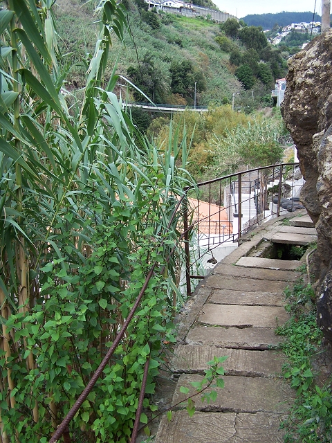 Levada do Curral e Castelejo — Foto 83