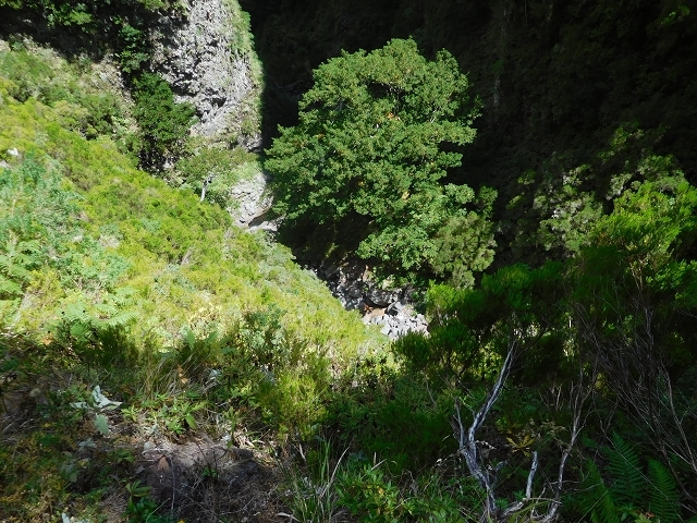 Levada do Juncal — photo 1