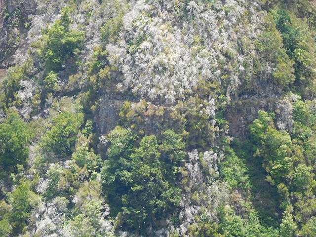 Levada do Juncal — photo 22