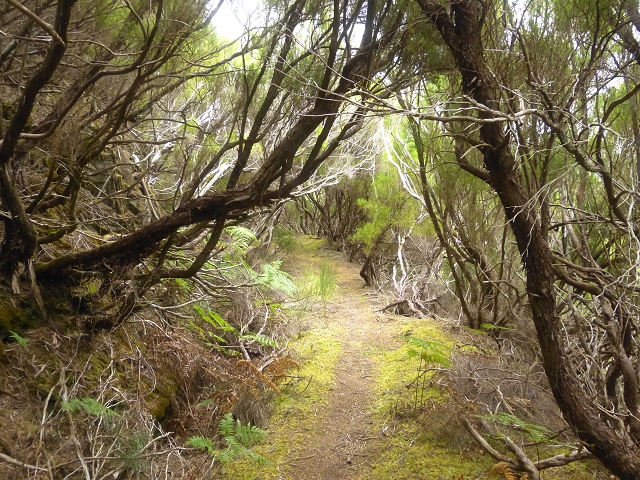 Levada do Risco — Course on the north side, 2013 — photo 8