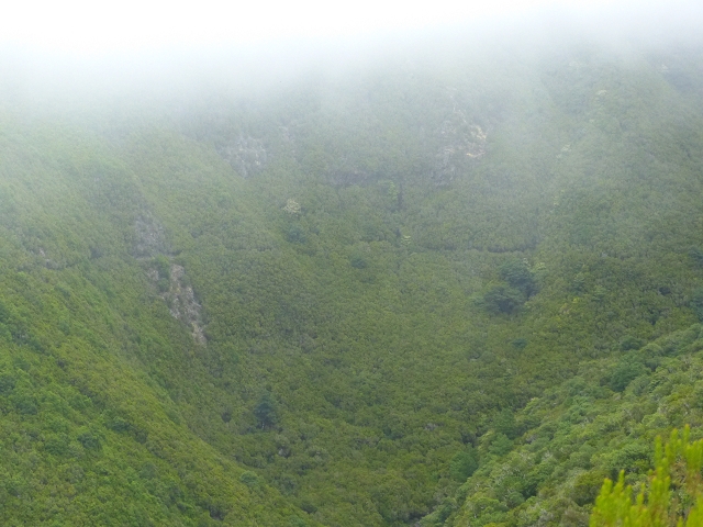 Levada do Risco — Course on the north side, 2013 — photo 9