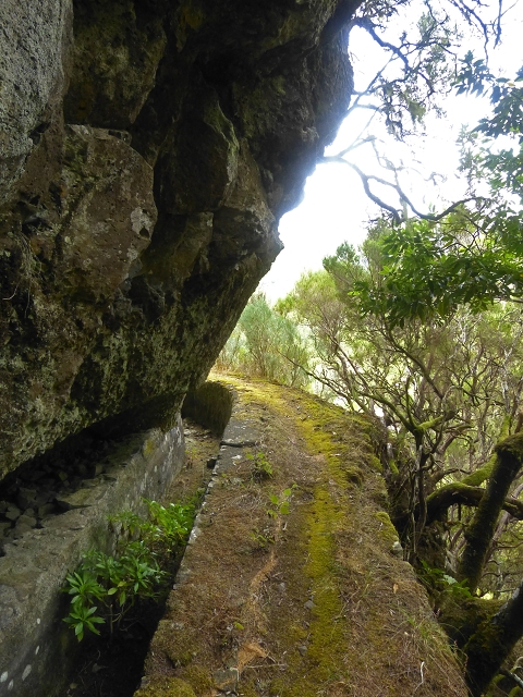 Levada do Risco — Course on the north side, 2013 — photo 11