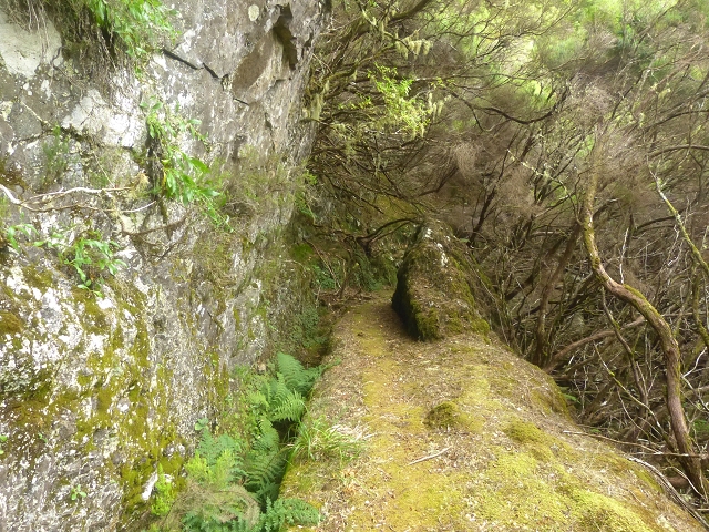 Levada do Risco — Course on the north side, 2013 — photo 12