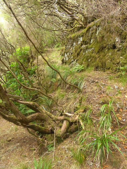 Levada do Risco — Course on the north side, 2013 — photo 14
