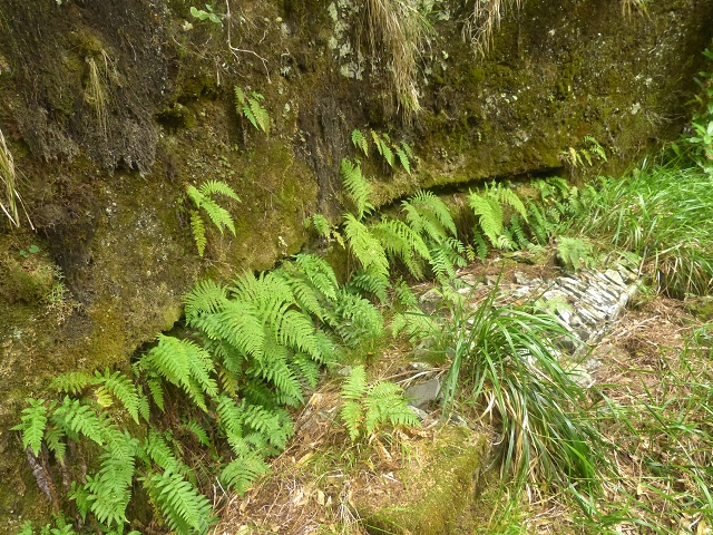 Levada do Risco — Course on the north side, 2013 — photo 3