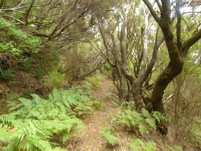 Levada do Risco — Course on the north side, 2013 — photo 4