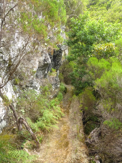 Levada do Risco — Course on the north side, 2013 — photo 7