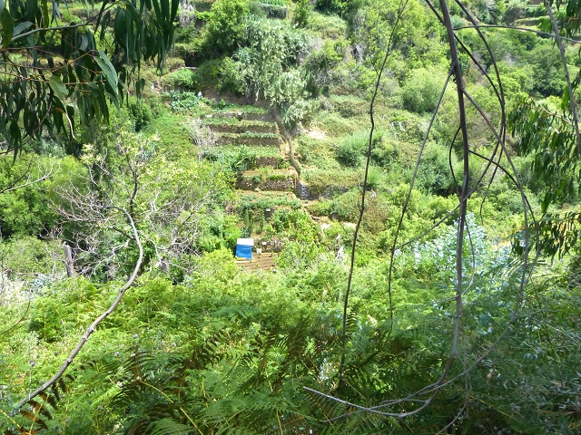Levada do Meio — Levada do Meio bis zum Ende des unterhaltenen Teiles — Foto 12