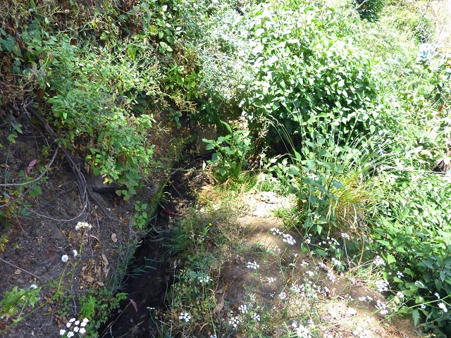 Levada do Meio — Levada do Meio bis zum Ende des unterhaltenen Teiles — Foto 13