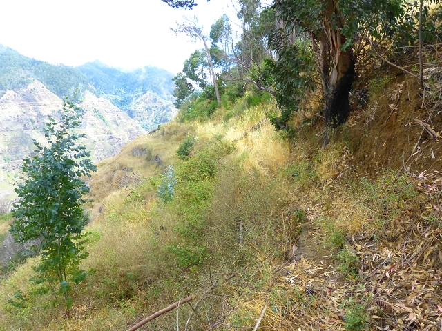 Levada do Meio — Levada do Meio als Fusspfad bis Boa Morte — Foto 4