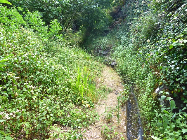 Levada do Meio — Levada do Meio bis zum Ende des unterhaltenen Teiles — Foto 4