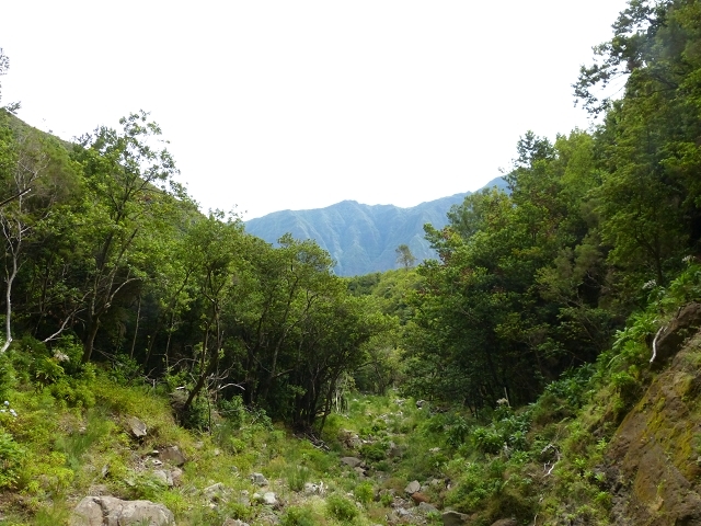 Levada do Norte Nord — Crossing the western arm of the western main branch of the Ribeira da Vargem — photo 3