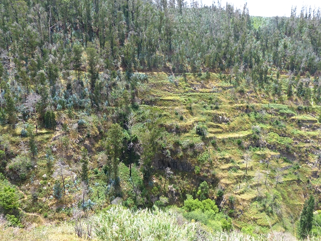 Levada do Norte (Süd) — Abschnitt 4 — Foto 5
